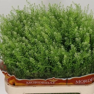 Freshy Lepidium “Green Bell” | Colour: White Green | Length ± 80 centimetre | Per 25 fresh flowers