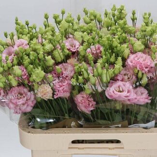 Freshy Eustoma Lisianthus Gefüllt “Alissa Light Pink” | Farbe: Rosa | Länge ± 70 centimeter | Pro 10 Stiele frische Blumen