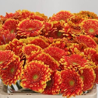 Freshy Germini Aqua “Franky” | Colour: Geel Oranje | Length ± 50 centimetre | Per 20 fresh flowers