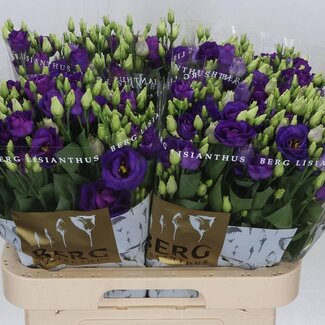 Freshy Eustoma Lisianthus Gefüllt “Rosi Blue” | Farbe: Lila | Länge ± 70 centimeter | Pro 10 Stielen frische Blumen