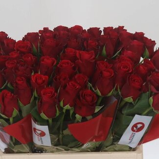 Freshy Roses “Red Ribbon” | Colour: Red | Length ± 40 centimetre | Per 20 roses