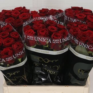 Freshy Rosen “Red Naomi” Züchter Unica | Farbe: Rot | Länge ± 60 centimeter | Pro 10 Rosen
