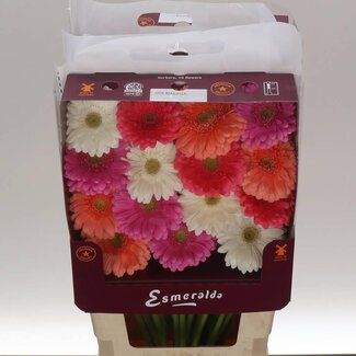 Freshy Gerbera Großblumig Aqua “Mix Malaga” | Farbe: Gemischte Farben | Länge ± 45 centimeter | Pro 15 frische Blumen