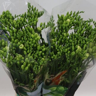 Freshy Doppelblütige Freesie “Versailles” | Farbe: Weiß | Länge ± 54 centimeter | Pro 50 Stiele frische Blumen