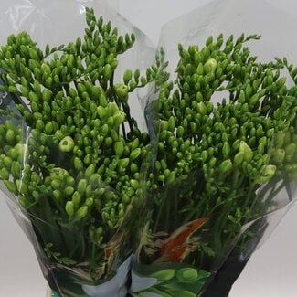 Freshy Double-flowered Freesia “Versailles” | Colour: White | Length ± 54 centimetre | Per 50 stems fresh flowers