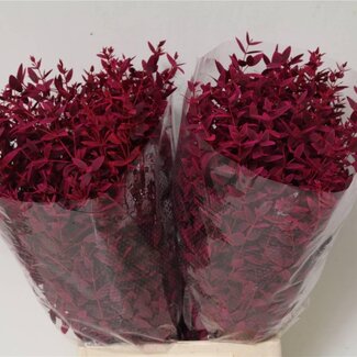 Freshy Eucalyptus Parvifolia Colour-treated Cerise Short | Colour: Cerise | Length ± 50 centimeter | Weight 150g | Per 5 bunches