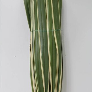 Freshy Phormium Neuseeländischer Flachs | Farbe: Grün | Länge ± 110 centimeter | Pro 10 frische Blätter