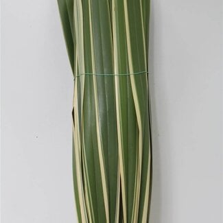 Freshy Phormium Nieuw-Zeelandse Vlas | Kleur: Groen | Lengte ± 110 centimeter | Per 10 verse bladeren