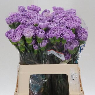 Freshy Kurze Nelke “Moonaqua” | Farbe: Lila | Länge ± 50 centimeter | Pro 20 frische Blumen