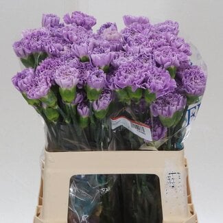 Freshy Short carnation “Moonaqua” | Colour: Purple | Length ± 50 centimetre | Per 20 fresh flowers