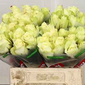 Freshy Rosen “Athena” | Farbe: Weiß | Länge ± 40 centimeter | Pro 20 Rosen