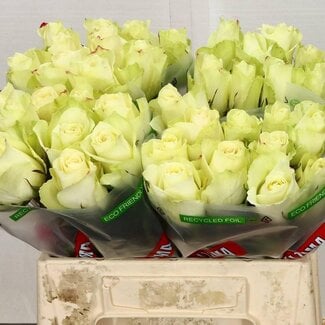 Freshy Roses “Athena” | Colour: White | Length ± 40 centimetre | Per 20 roses
