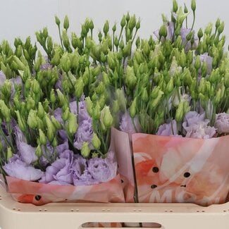 Freshy Eustoma Lisianthus Filled “Stracciatella Lavender” | Colour: Purple | Length ± 70 centimeter | Per 10 stems fresh flowers
