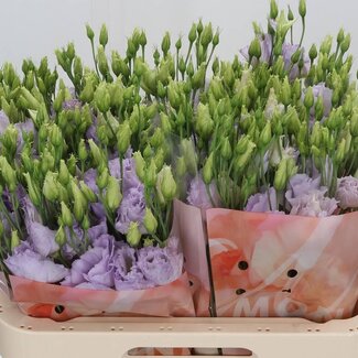 Freshy Eustoma Lisianthus Gevuld “Stracciatella Lavender” | Kleur: Paars | Lengte ± 70 centimeter | Per 10 stelen verse bloemen