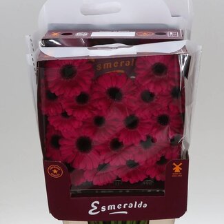 Freshy Gerbera Mini Aqua “Caprice” | Farbe: Rosa | Länge ± 45 centimeter | Pro 20 frische Blumen