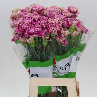 Freshy Lange Anjer “Funza Antiqua” | Kleur: Groen | Lengte ± 70 centimeter | Per 20 verse bloemen