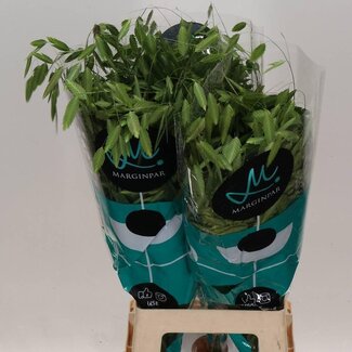 Freshy Chasmanthium Latifolium Bosliefgras “Mantis” | Kleur: Groen | Lengte ± 80 centimeter | Per 50 stelen siergras
