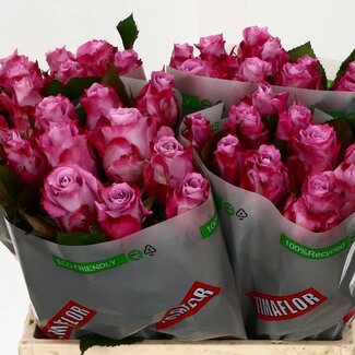 Freshy Roses “Maritim” | Colour: Purple Pink | Length ± 40 centimeter | Per 20 roses