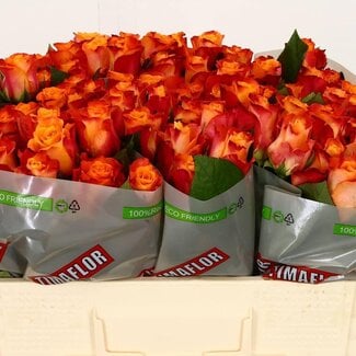Freshy Rozen “Mariyo” | Kleur: Oranje | Lengte ± 50 centimeter | Per 20 verse rozen