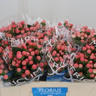 Freshy Hypericum Hertshooi “Coco Tiamo” | Kleur: Oranje | Lengte ± 50 centimeter | Per 20 stelen verse bloemen