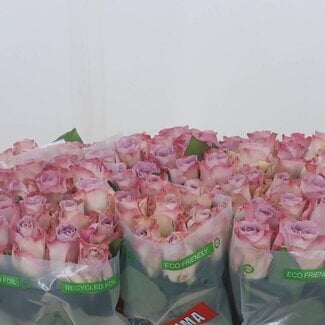 Freshy Rozen “Memory Lane” | Kleur: Roze | Lengte ± 50 centimeter | Per 20 verse rozen