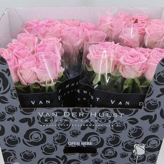 Freshy Rozen “Zaina” | Kleur: Roze | Lengte ± 70 centimeter | Per 20 verse rozen