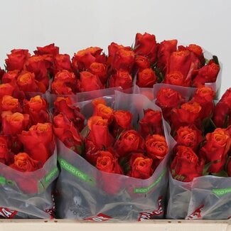 Freshy Rozen “Espana” | Kleur: Geel Oranje | Lengte ± 50 centimeter | Per 20 verse rozen