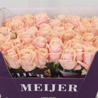 Freshy Rozen “Pearl Avalanche” | Kleur: Roze | Lengte ± 60 centimeter | Per 20 verse rozen