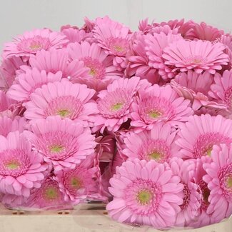 Freshy Germini Mini Gerberas Aqua “Kimsey” | Colour: Pink | Length ± 50 centimetre | Per 20 fresh flowers
