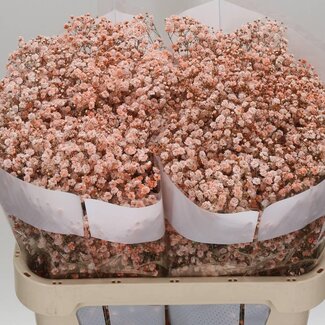 Freshy Gypsophila Gipskruid Kleurbehandeld | Kleur: Zalmkleurig | Lengte ± 75 centimeter | Per 25 stelen verse bloemen