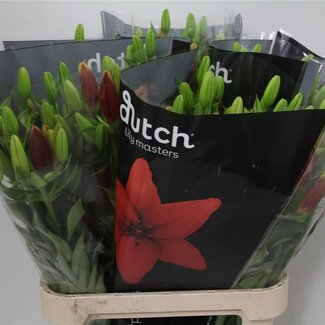 Freshy Lily Longiflorum x Asian Lily Aqua “Ducati” | Colour: Red | Length ± 90 centimeter | Per 10 stems fresh flowers