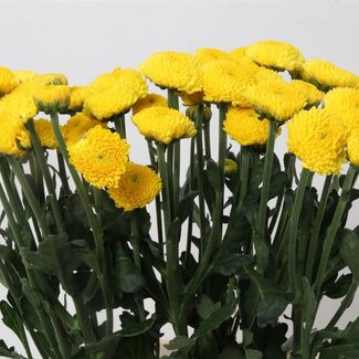Freshy Spray chrysanthemum Chrysanthemum “Limoncello” | Colour: Yellow | Length ± 70 centimetre | Per 10 stems fresh flowers