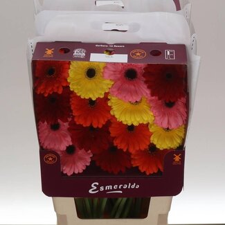 Freshy Gerbera großblumig Aqua Mix Basis | Farbe: Gemischte Farben | Länge ± 45 centimeter | Pro 15 frische Blumen