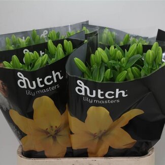 Freshy Lilie Longiflorum x Asiatische Lilie Aqua “Nashville” | Farbe: Gelb | Länge ± 90 centimeter | Pro 10 Stielen frische Blumen