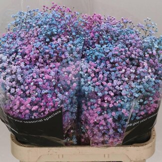 Freshy Gypsophila Baby's breath “Disco Detroit” Colour-treated | Colour: Mixed Colours | Length ± 80 centimetre | Per 25 stems fresh flowers
