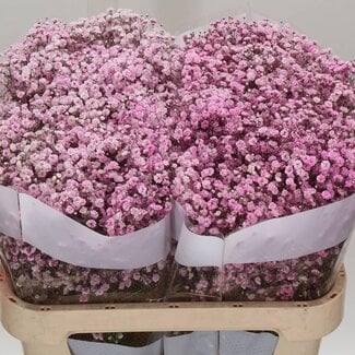 Freshy Gypsophila Gipskruid “Licht Roze” Kleurbehandeld | Kleur: Roze | Lengte ± 75 centimeter | Per 25 stelen verse bloemen