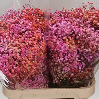 Freshy Gypsophila Schleierkraut “Disco Malibu” Farbbehandelt | Farbe: Gemischte Farben | Länge ± 80 centimeter | Pro 25 Stiele frische Blumen