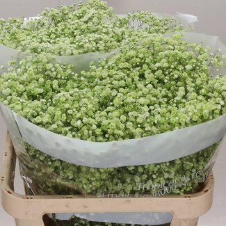 Freshy Gypsophila Baby's breath “Apple Green” Colour-treated | Colour: Green | Length ± 75 centimeter | Per 25 stems fresh flowers
