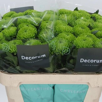 Freshy Deco Chrysanthemum Chrysant “Alemani” | Kleur: Groen | Lengte ± 70 centimeter | Per 10 verse bloemen