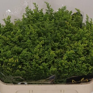 Freshy Solidago Guldenroede “Carzan Glory” | Kleur: Geel | Lengte ± 70 centimeter | Per 25 stelen verse bloemen