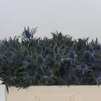 Freshy Eryngium cross thistle “Orion Qstar” | Colour: Purple | Length ± 50 centimeter | Per 10 stems fresh flowers