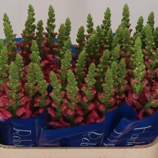 Freshy Antirrhinum Leeuwenbek “Antibes Rose” | Kleur: Roze | Lengte ± 75 centimeter | Per 10 verse bloemen