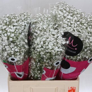 Freshy Gypsophila Paniculata baby's breath “Xlence” | Colour: White | Length ± 60 centimeter | Per 25 stems fresh flowers