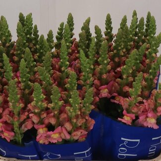 Freshy Antirrhinum Leeuwenbek “Antibes Pink” | Kleur: Roze | Lengte ± 75 centimeter | Per 10 verse bloemen