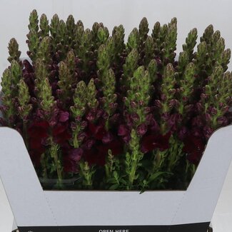 Freshy Antirrhinum snapdragon “Poto Red” | Colour: Purple | Length ± 70 centimeter | Per 10 fresh flowers