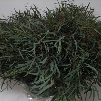 Freshy Eucalyptus Nicholii | Colour: Green | Length ± 70 centimeter | 300 gram per bunch | Per 5 bunches