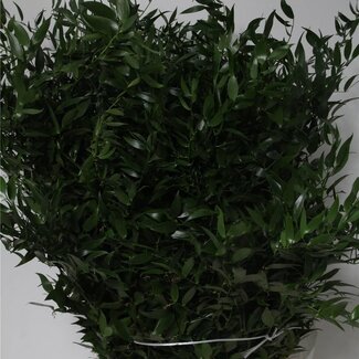 Freshy Long Ruscus Mouse Thorn | Colour: Green | Length ± 100 centimetre | 5 stems per bunch | Per 5 bunches