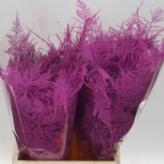 Freshy Short Asparagus “Cerise” | Colour: Cherry-coloured | Length ± 45 centimetre | Per 50 stems fresh leaves