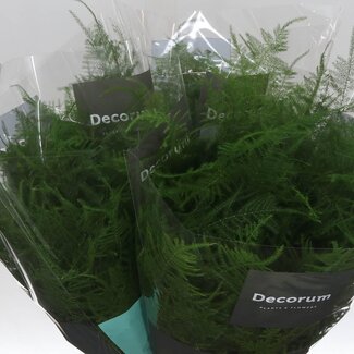 Freshy Asparagus Setaceus Eerste Veren | Kleur: Groen | Lengte ± 45 centimeter | Per 50 stelen verse bladeren