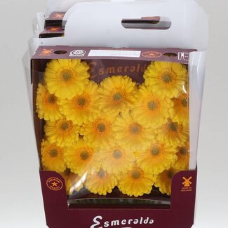 Freshy Germini Mini Gerbera's Aqua “Asmara” | Kleur: Geel | Lengte ± 45 centimeter | Per 20 verse bloemen